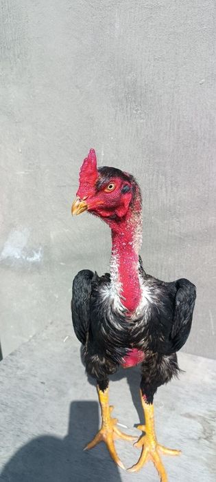 Шолпан дакан сатылады