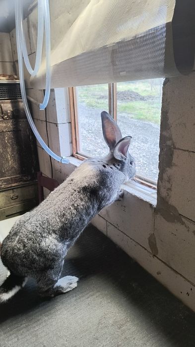 Iepuri Uriaș German