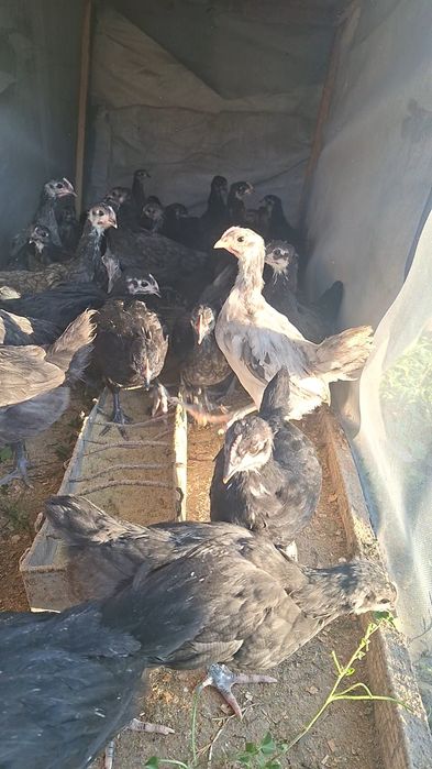 Pui Australorp negru ,albastru