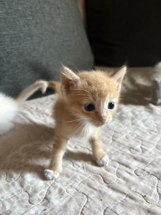 Милые котята бесплатно
