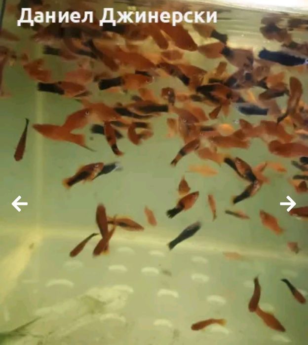 Декоративни риби -Хелер