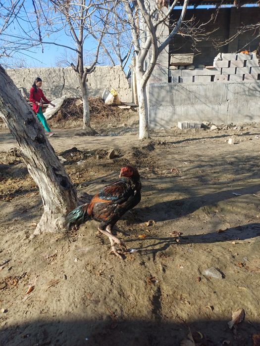 Салом хуроз сотилади нархи келишилади