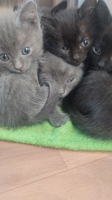 Отдам котят в хорошие руки