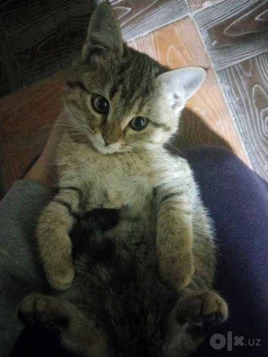 Отдаём котика в добрые руки