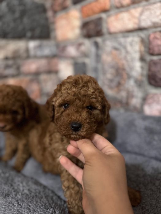 Toy poodle / той пудел