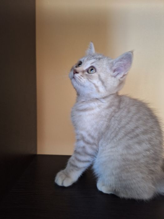 Котята шотландские