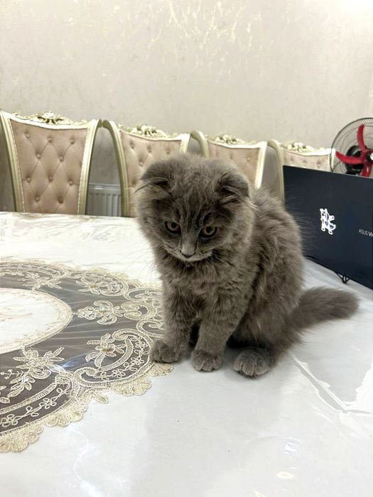 Шотландский Фолд Хайленд - Scottish Fold