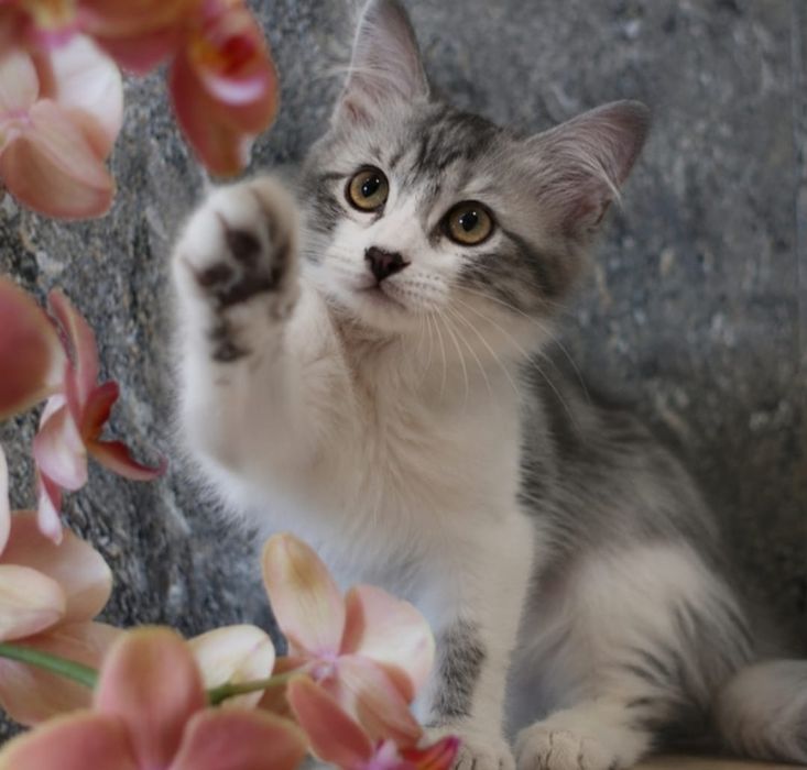 Котята в добрые руки! 3-4 месяца.