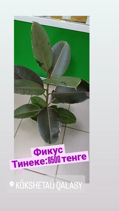 Фикус Тинеке:8500 тенге