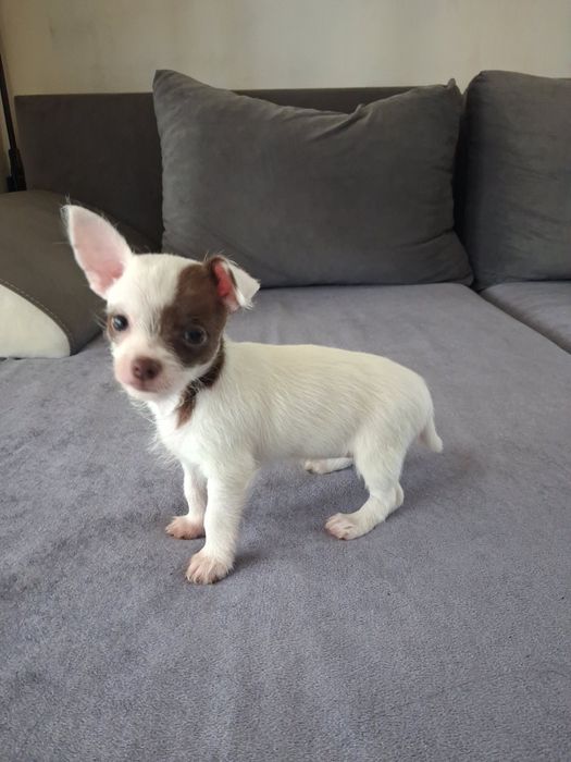 Продавам Чихуахуа