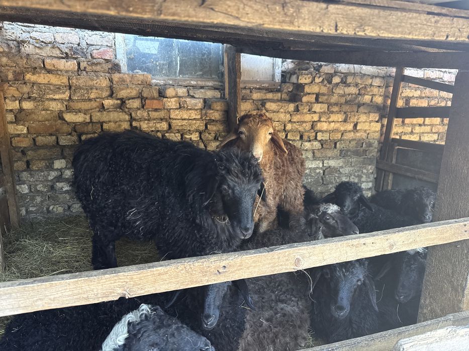 Продам баран откормленных