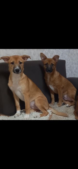 отдам собак в добрые руки