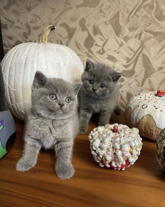 Британские котята