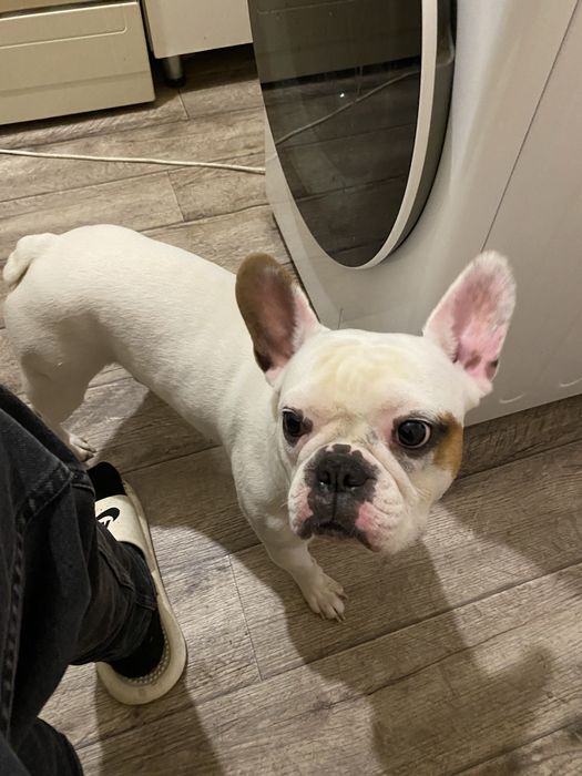 Французский Бульдог