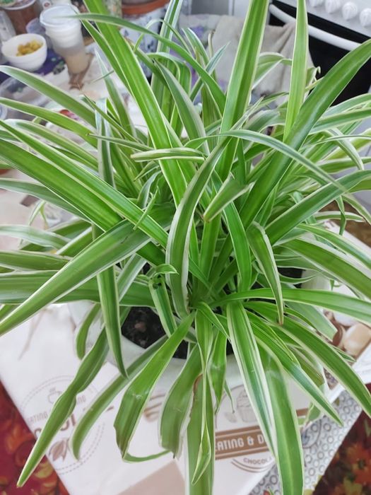 Хлорофитум, есть в том числе и сорт Огонек