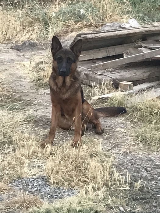 Шенки авчарки чистокровные