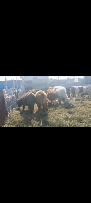 букалар сатылады 80 бас 330 мыннан