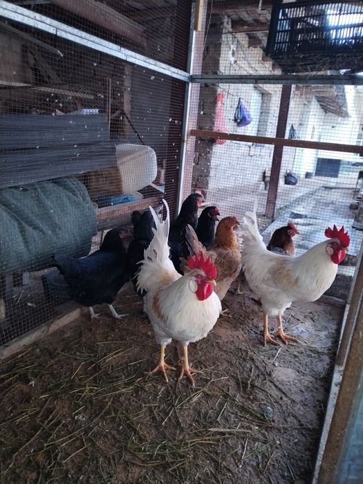 Sotlad toviqla  va xoroz sotlad soglom