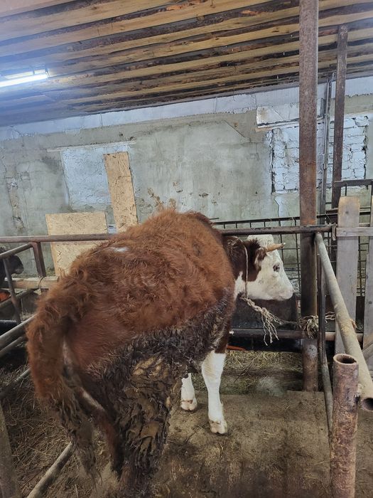 Продам молодую корову