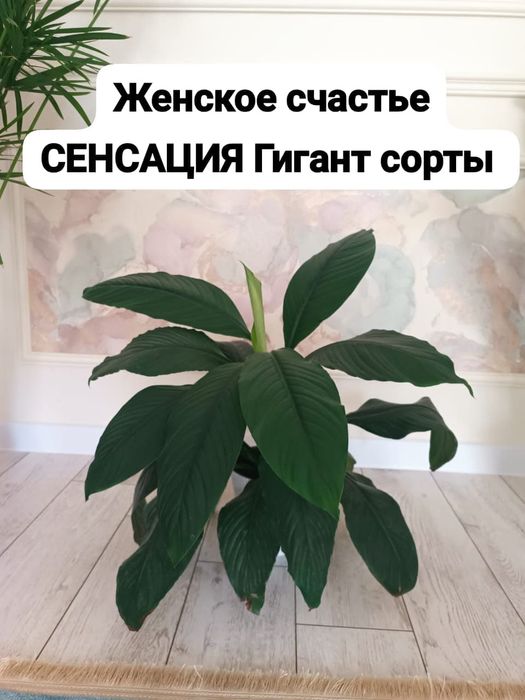 Үй гүлдері сатылады. Комнатных цветы