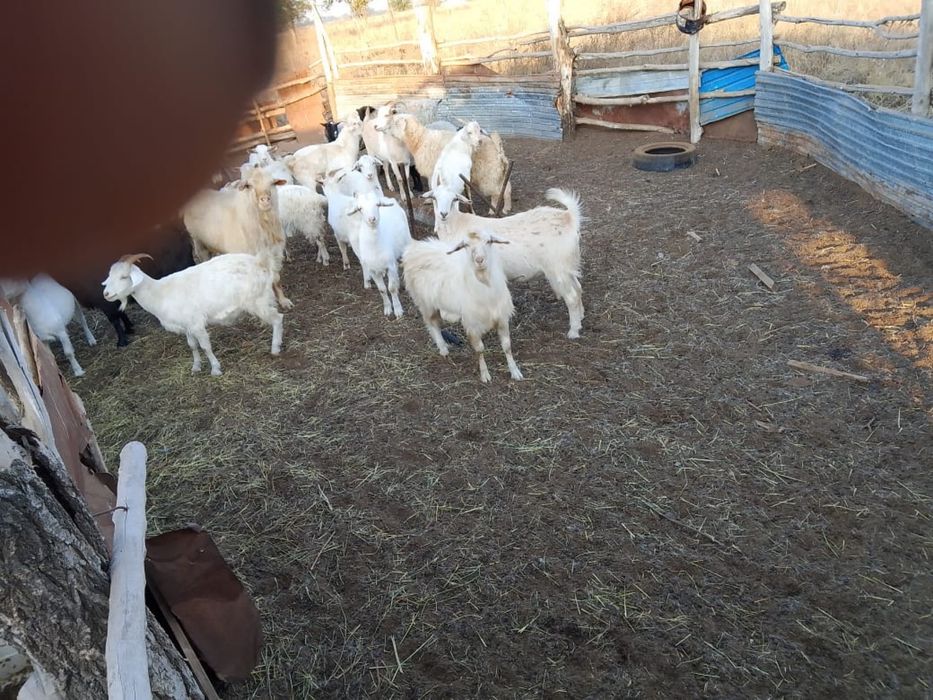 Продажа коз, козлов, козлят