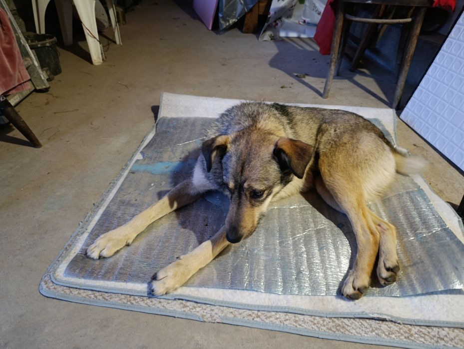 Donez cățeluș/cățelușă talie mare