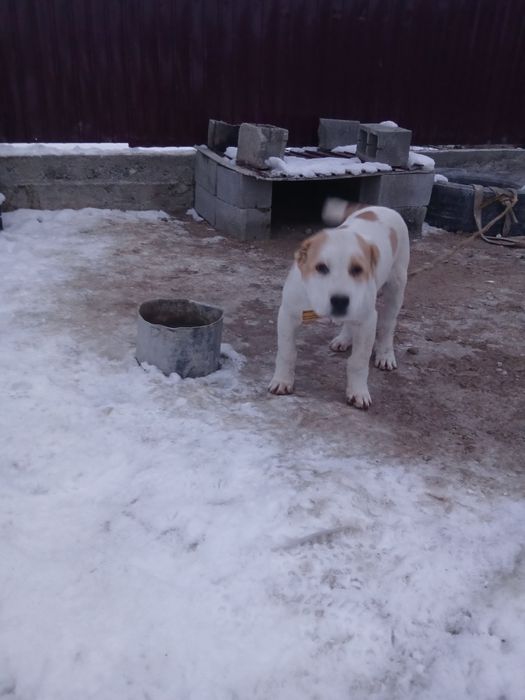 Албай күшік сатылады