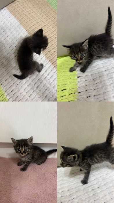 Отдам котят в добрые руки