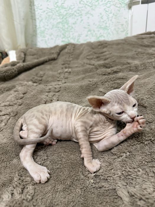 Продаются котята Сфинкс