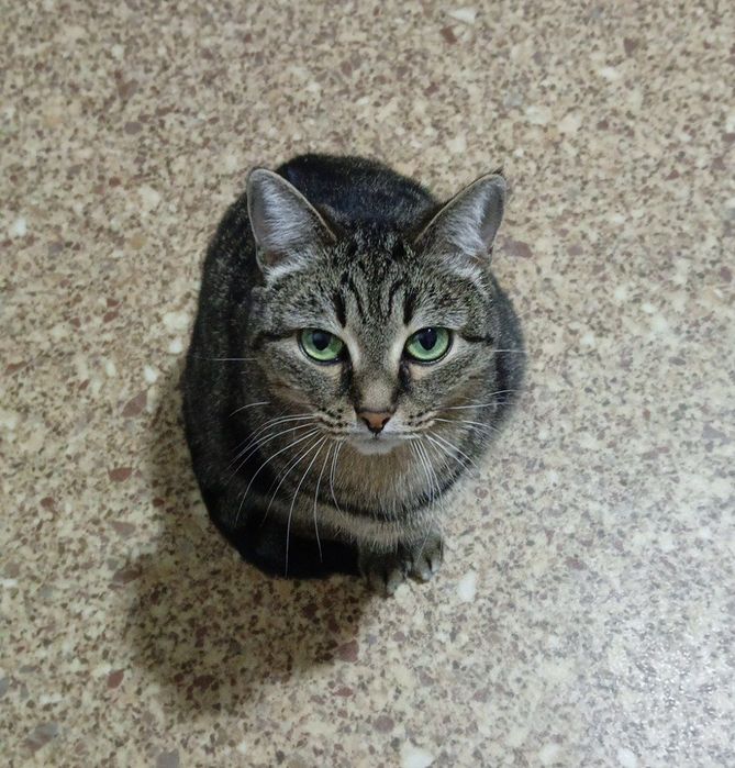 Кошка в добрые руки