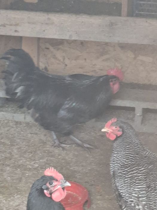 Vând curci 2+1 și cocosi