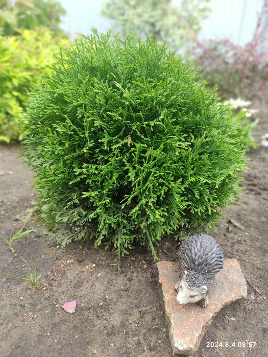 Продам дачу СО Горизонт