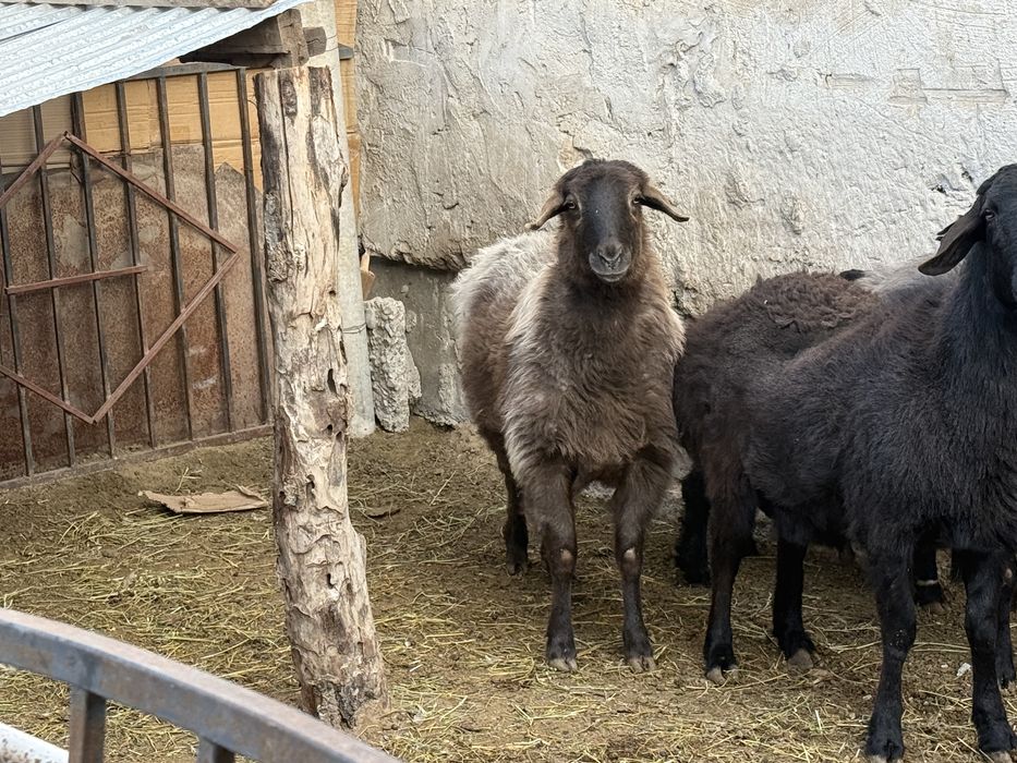 1 кошкар, 1 кой сатылады