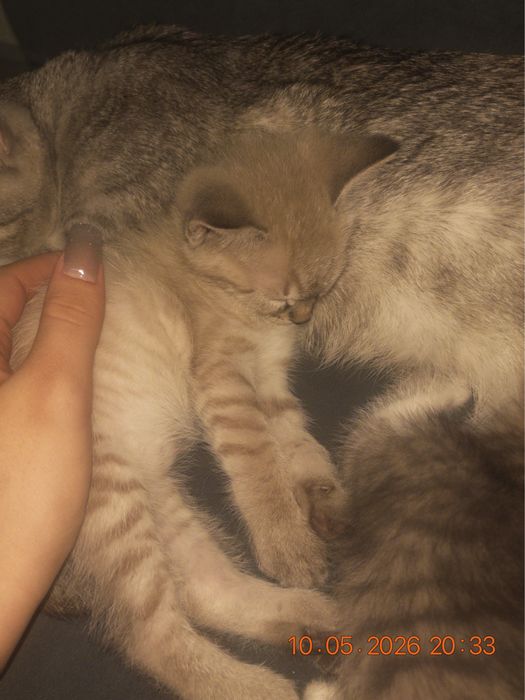 Двухмесячный котёнок, мальчик