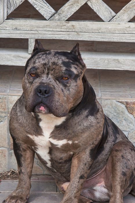 Американский булли щенки