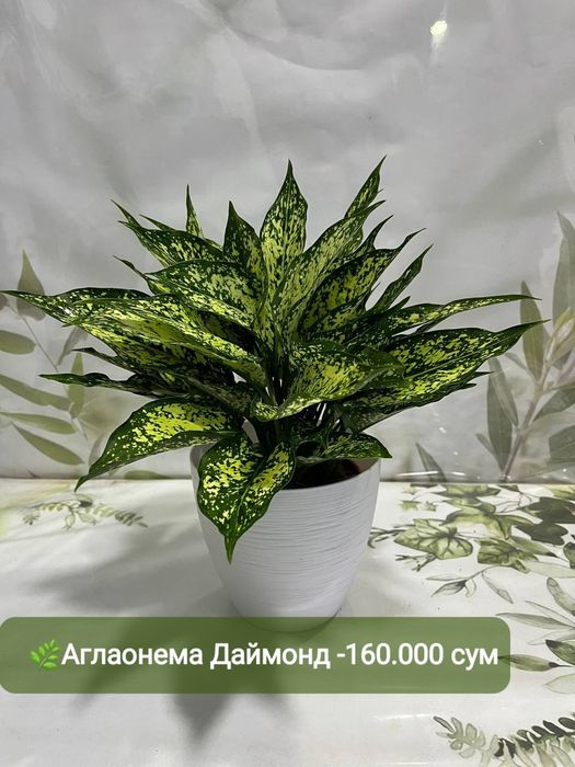 Рускус, Муррайя, Калатея и др