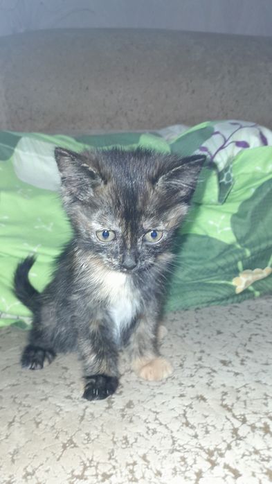 Бесплатно отдам котёнка