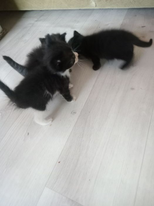 Одам добрые руки котят