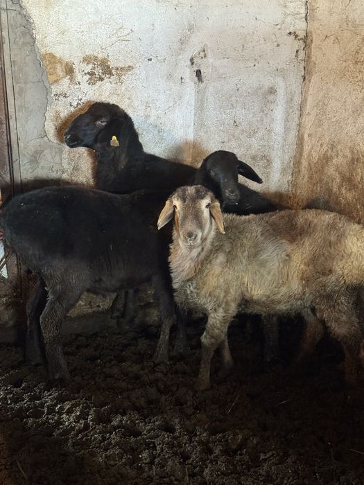 Продам 3 кошкар