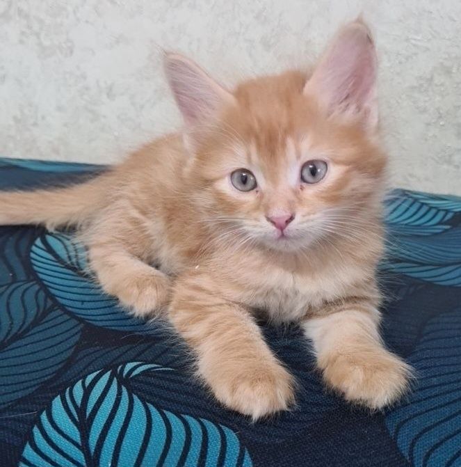 Котенок-мальчик,1,5 месяца
