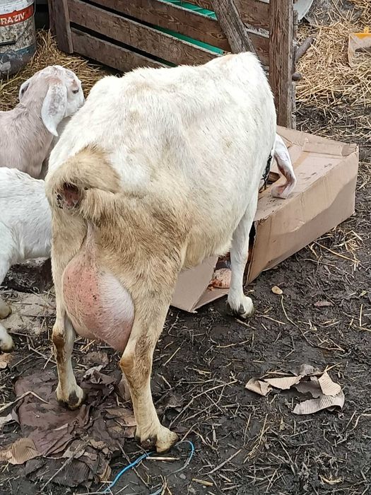 Vând /Schimb 2 capre Anglo Nubian și Metis Alpin