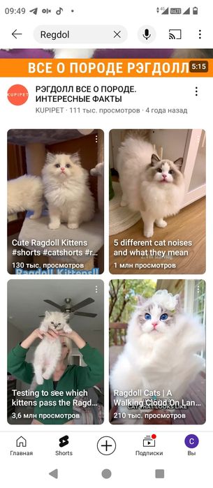 Regdoll muwukchamiz sotiladi