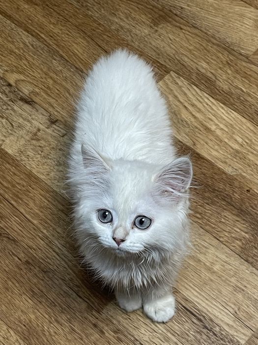 Продам кота мальчик