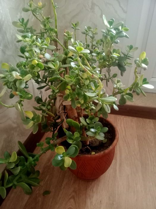 Продам денежное дерево