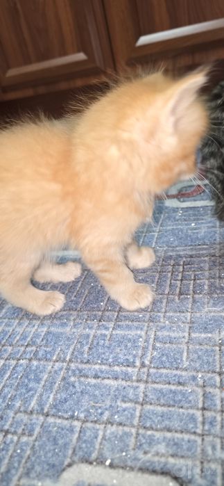 Котенки 4 рыжие 4 черные