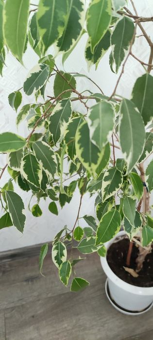 Фикус Бенджамин - 80 см.