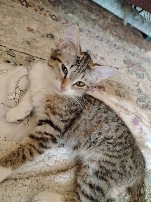 Кошечки ищут семью