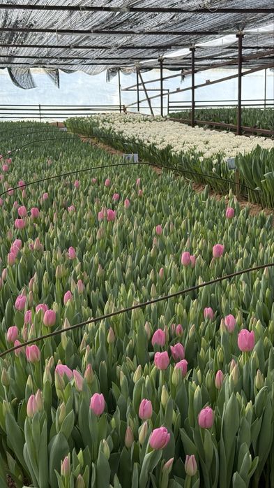 Тюльпаны оптом на 8 марта оптом