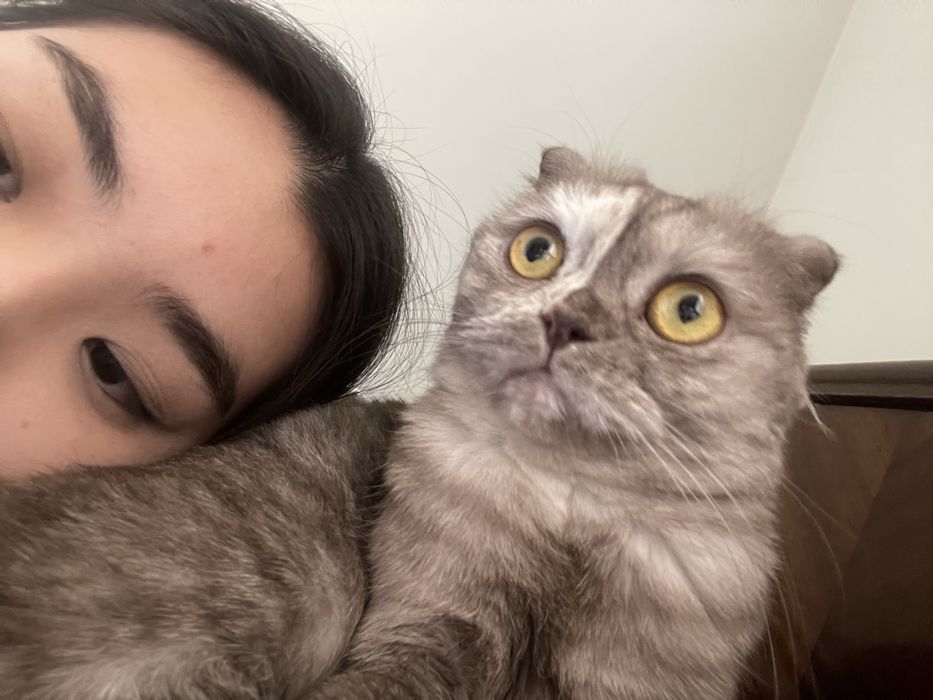 Потерялась кошка