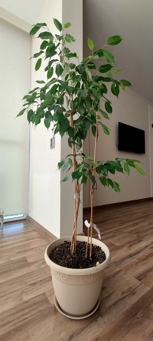 Продам фикус Бенджамина